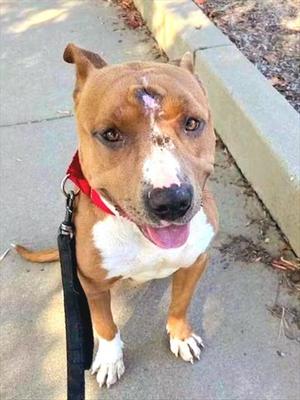 *BEANS, Pit Bull Terrier, adult, available for adoption