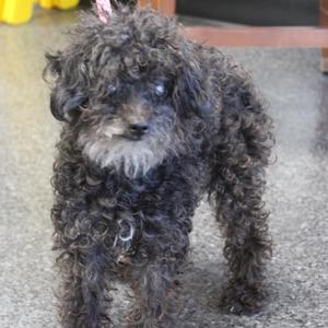A small black dog with curly fur standing on a tiled floor.