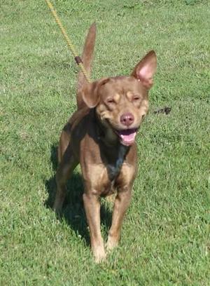 A brown dog with a black collar and a yellow leash is standing on a grassy field. The dog has its mouth open and appears to be happy.