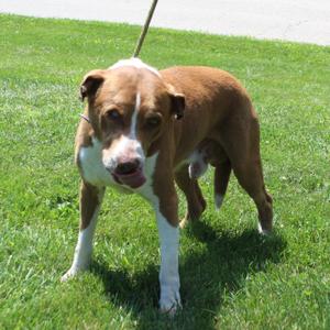 Captain (12180), Hound / Pit Bull Terrier, senior, available for adoption