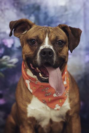 Trago (7409), Pit Bull Terrier, adult, available for adoption