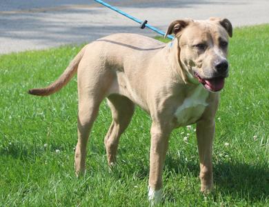 Darla (12301), Labrador Retriever / Pit Bull Terrier, adult, available for adoption