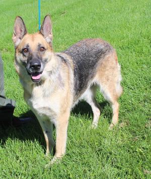 Patsy (12366), German Shepherd Dog, senior, available for adoption
