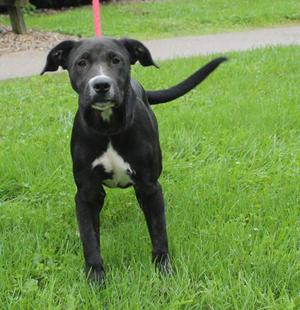 Pickles (12319), Labrador Retriever, young, available for adoption