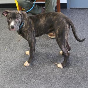 A brindle-colored dog with a white patch on its face and paws, standing on a gray carpeted floor. The dog is wearing a blue collar and appears to be looking directly at the camera.