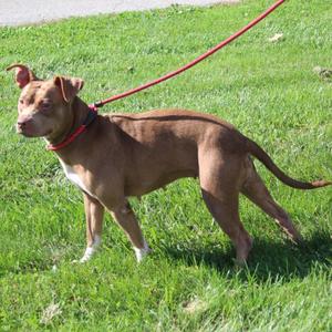 A brown dog with a red collar and leash standing on a grassy field.