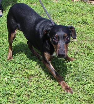 Jason (12332), Hound, adult, available for adoption