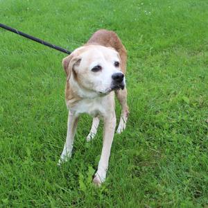 A light-colored dog with a brown patch on its back is standing on a grassy field, looking to the side. The dog is on a leash, and its ears are floppy.