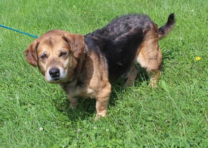 Julian (12347), Corgi / Beagle, senior, available for adoption