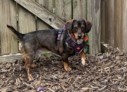 Drake, Dachshund, adult, available for adoption