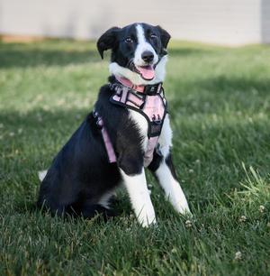 Blessing, Border Collie, young, available for adoption