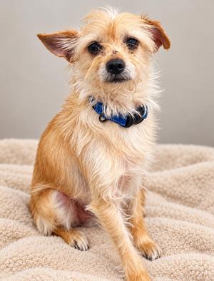 A small, fluffy dog with light brown fur sitting on a beige blanket. The dog is wearing a blue collar and looking directly at the camera with a curious expression.