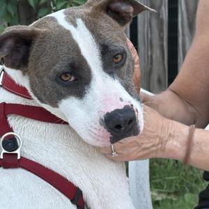 Nancy, American Staffordshire Terrier, adult, available for adoption