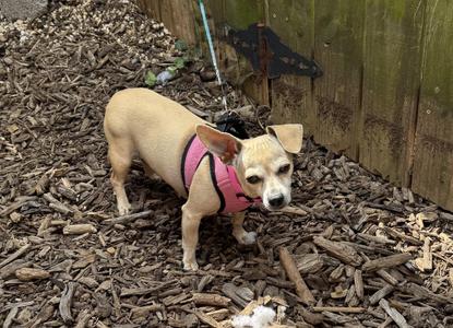 Mel, Dachshund / Chihuahua, adult, available for adoption