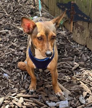 Cooper, Chihuahua, young, available for adoption