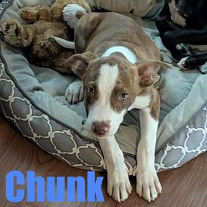 Chunk, Terrier / Retriever, puppy, available for adoption