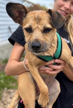 Bonnie, Terrier, young, available for adoption