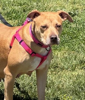 Brandi, American Staffordshire Terrier, adult, available for adoption