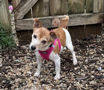 Remy, Jack Russell Terrier, senior, available for adoption
