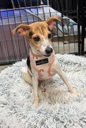 Putt Putt. Bonded to Old Pro, Terrier, adult, available for adoption