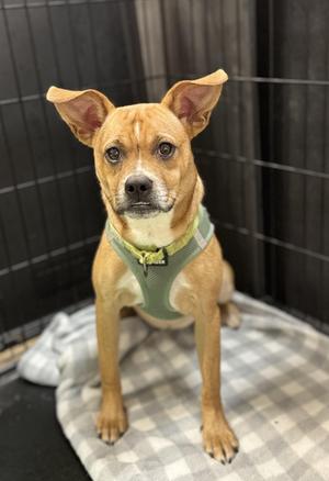 Mulan, Mixed Breed, young, available for adoption