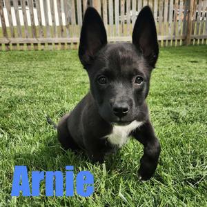 Arnie, Terrier / Mixed Breed, puppy, available for adoption