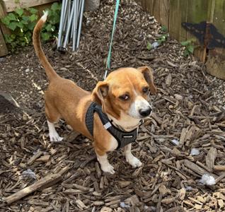 Angus, Chihuahua, adult, available for adoption