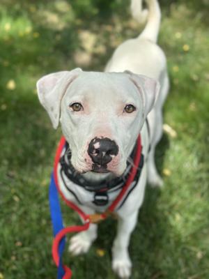 Ghost, Mixed Breed, young, available for adoption