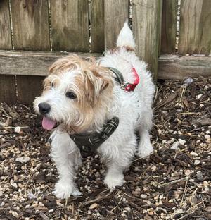 Flare, Terrier, adult, available for adoption