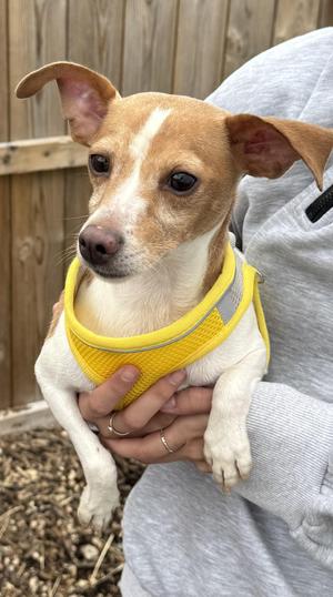 Old Pro. Bonded to Putt Putt, Terrier, adult, available for adoption