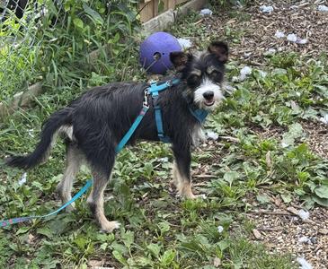 A small black and white dog with a blue harness and leash standing on grass.