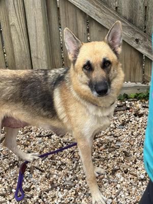 A German Shepherd dog with tan and black fur stands on a gravelly surface next to a wooden fence.