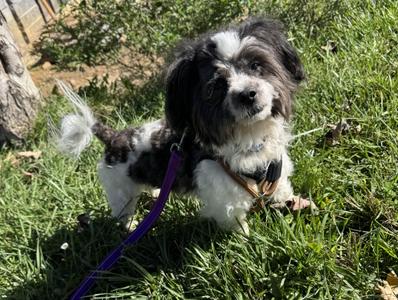 Bart, Shih Tzu, adult, available for adoption