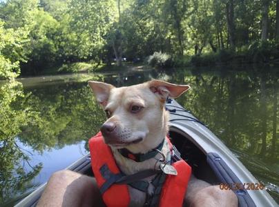Chucho, Terrier / Chihuahua, adult, available for adoption