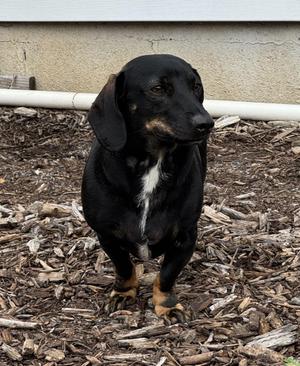 Josh, Dachshund, adult, available for adoption