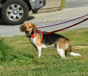 Dutchess, Beagle, adult, available for adoption