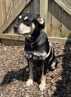 Gertrude, Mixed Breed, adult, available for adoption