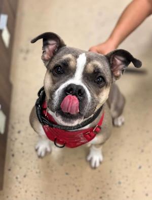 Dox, Bulldog, adult, available for adoption