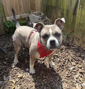 Dox, Bulldog, adult, available for adoption