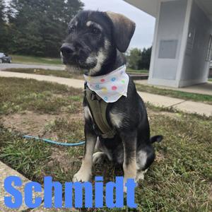Schmidt, Schnauzer / Terrier, puppy, available for adoption