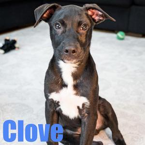 Clove, Terrier / Retriever, puppy, available for adoption