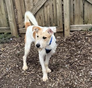 A small dog with a white and brown coat standing on a mulch-covered ground, wearing a blue collar, with a wooden fence in the background.