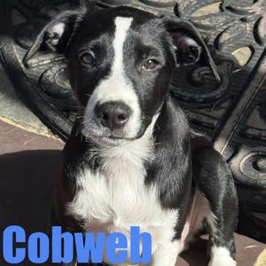 Cobweb, Terrier / Retriever, puppy, available for adoption