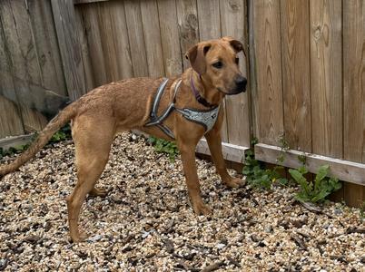 A medium-sized brown dog with a harness standing on gravel in front of a wooden fence.