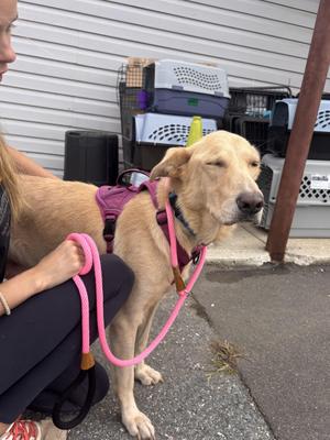 Alley, Golden Retriever, adult, available for adoption