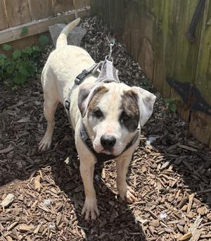 Burt, Hound, adult, available for adoption