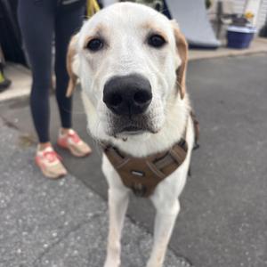 A white dog with floppy ears wearing a brown harness, standing on a paved surface.