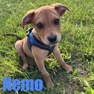 Nemo, Hound / Terrier, puppy, available for adoption