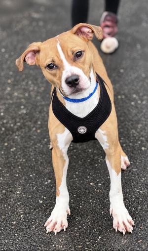 Pebbles, Hound, adult, available for adoption