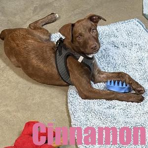 Cinnamon, Terrier / Retriever, puppy, available for adoption
